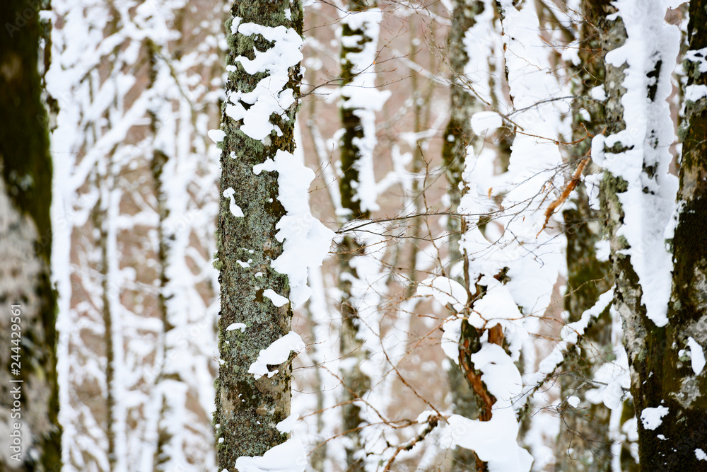 Obraz premium Close-up view of snow-covered pine tree trunks. National Park of Abruzzo, Lazio and Molise, Italy.