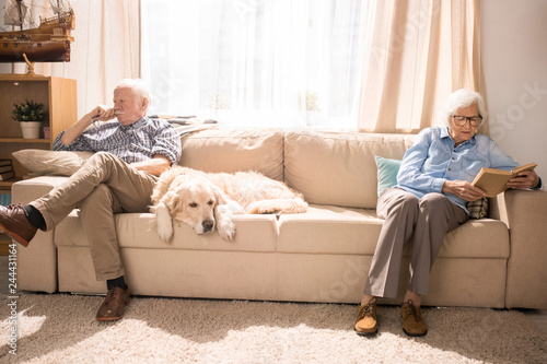 Full length portrait of modern senior couple sitting on opposite sides of couch with pet retriever dog, copy space
