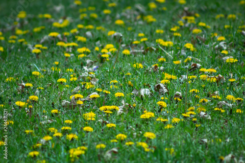Spring Landscape yellow dandelion flowers in the grass