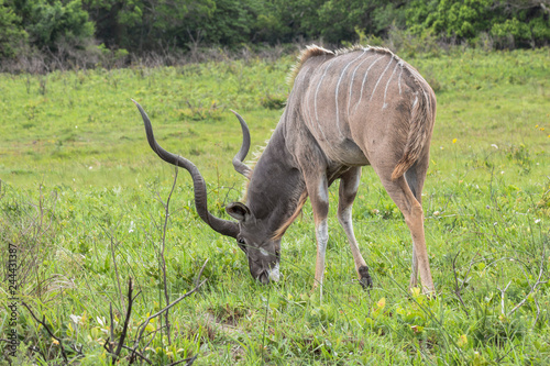 Kudu in wetlands park, St. Lucia © picturist