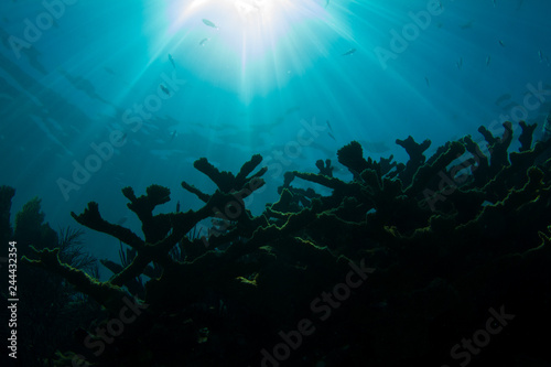 Sun Over Endangered Elkhorn Coral © Peter Clark