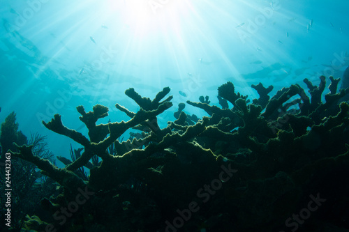 Sun Over Endangered Elkhorn Coral photo