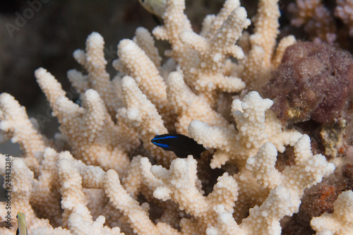 Blue-Striped Dottyback in Acropora humilis Coral photo