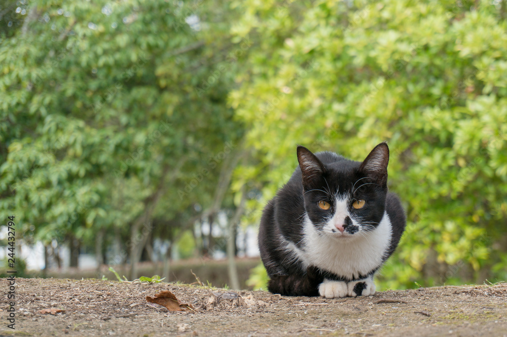 Fototapeta premium 猫の一日