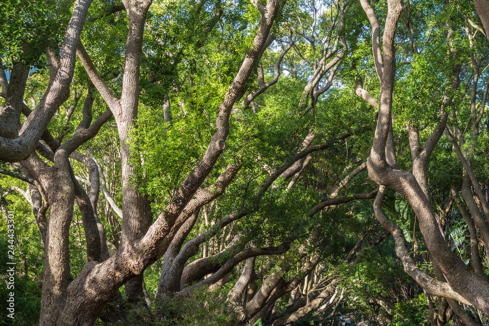 Beautiful trees in Kirstenbosch Garden, Cape Town