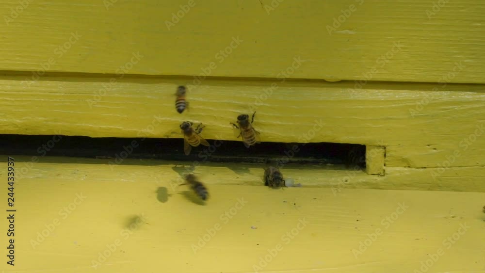 21852_Closer_look_of_the_flying_bees_on_the_hole.mov 21852_Closer_look_of_the_flying_bees_on_the_hole.mov