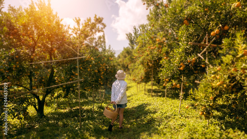 Asian female teenagers harvest orange in the garden © kukiat