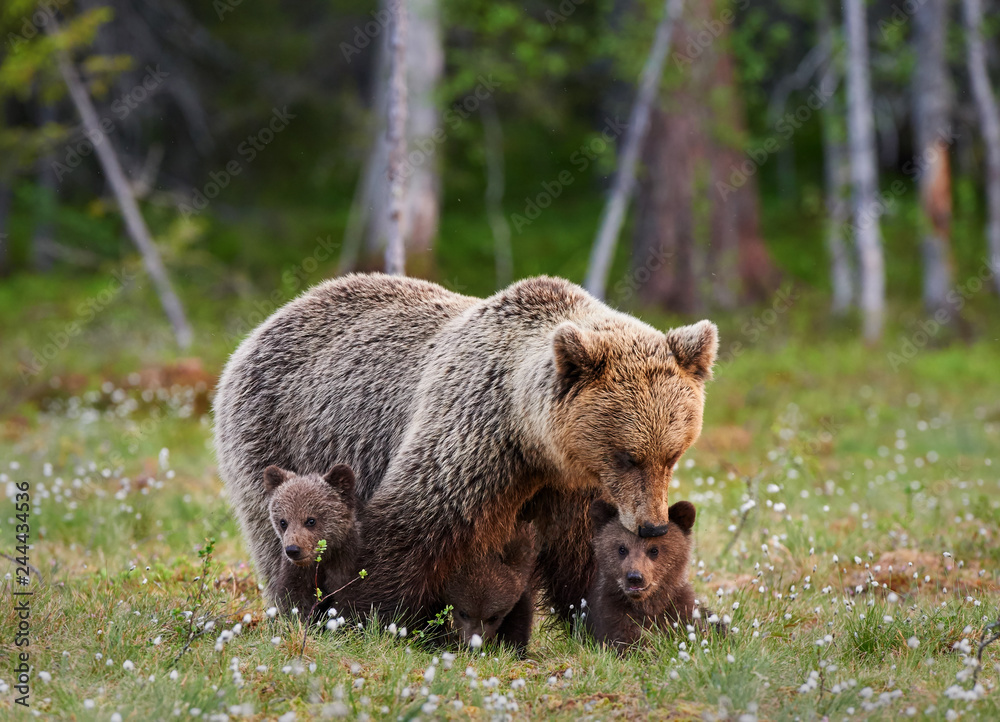 Mother bear and her three little puppies Mother bear and her three little puppies