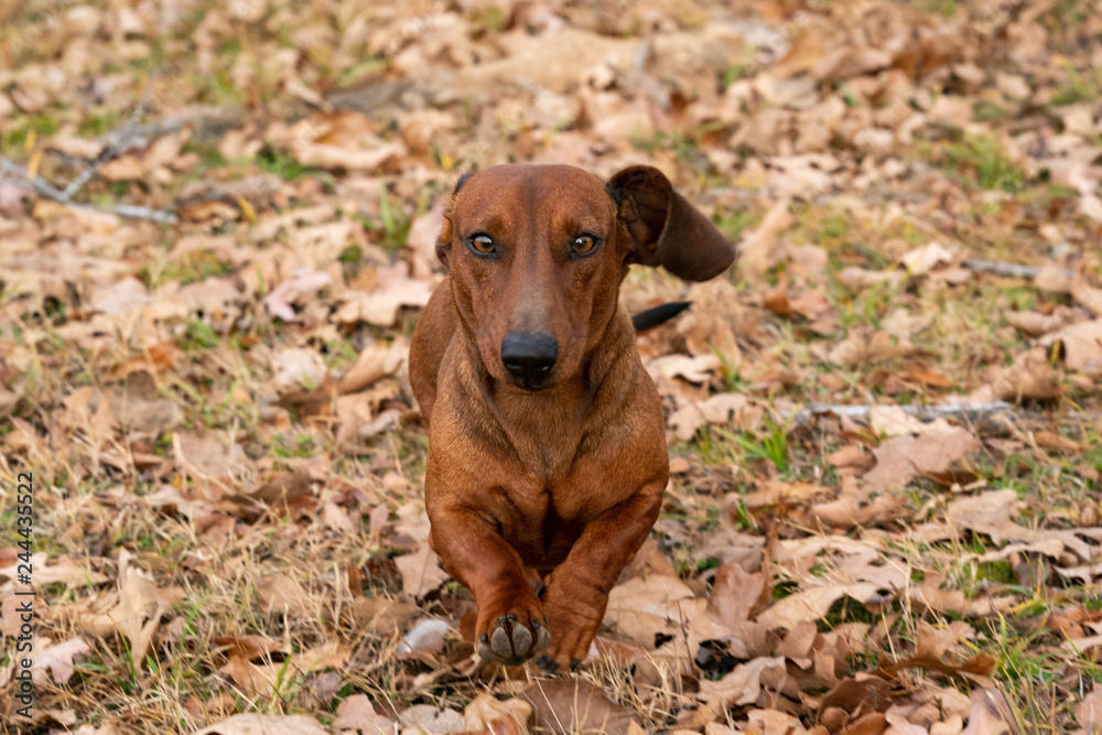 Wiener / dachshund running toward the camera Wiener / dachshund running toward the camera