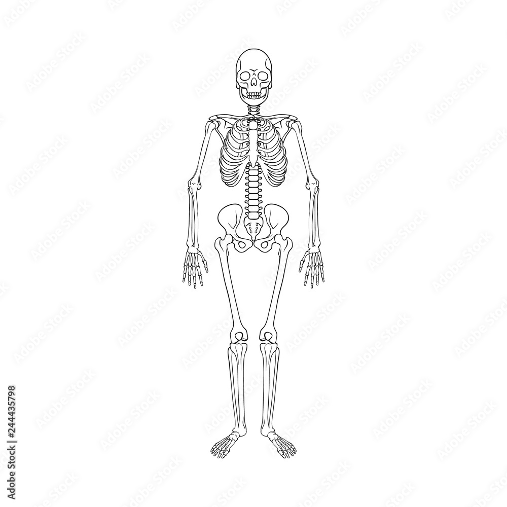 Vector illustration of bone and skeleton symbol. Collection of bone and human stock vector illustration.