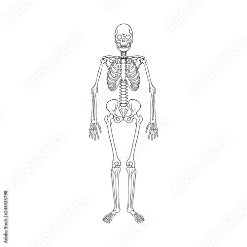 Vector illustration of bone and skeleton symbol. Collection of bone and human stock vector illustration.