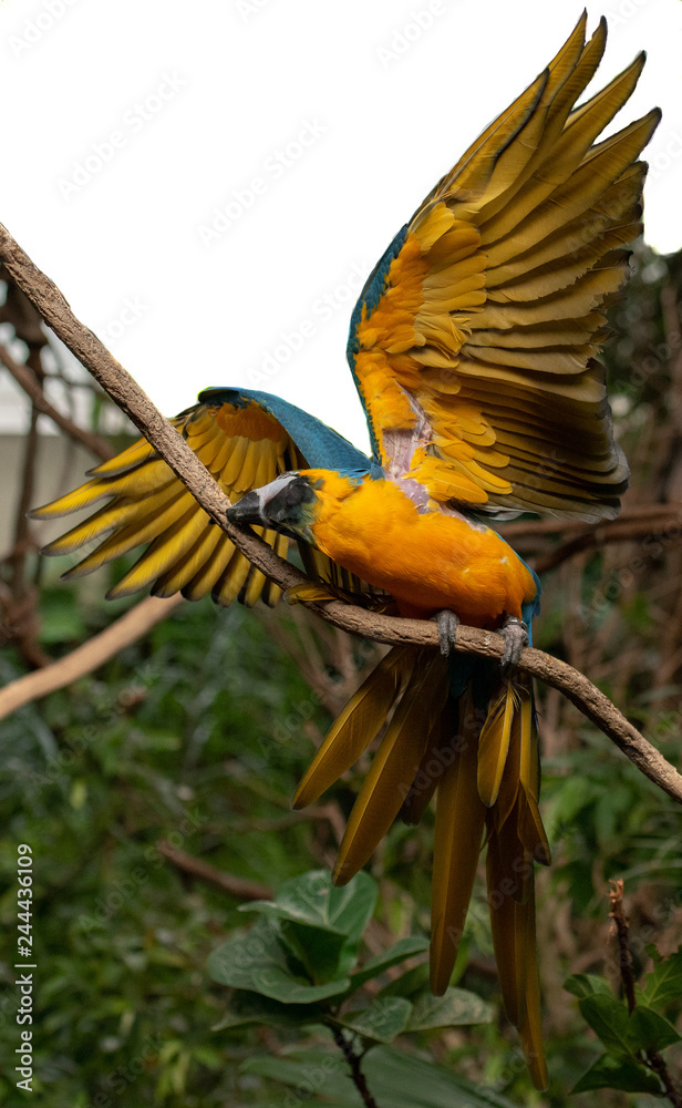 Obraz premium Deep Blue, Yellow, and White Plumage on a Gold and Blue Macaw in Full Wing Display
