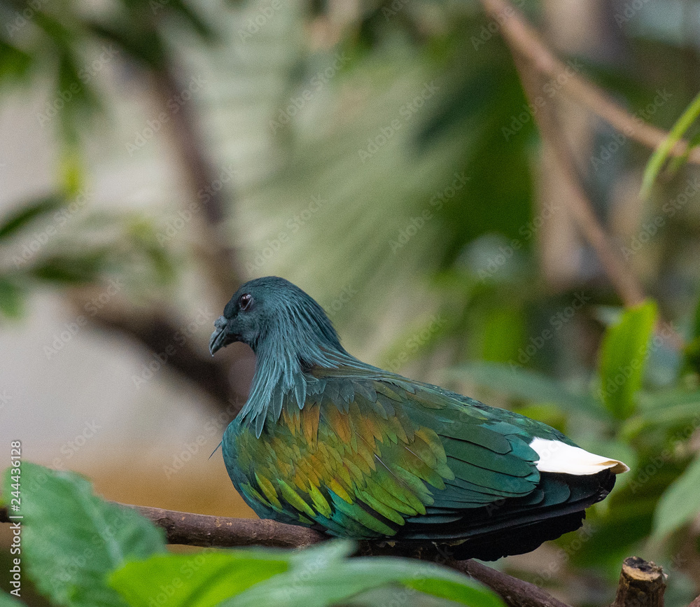 Obraz premium Metallic Blue, Yellow, and Orange Plumage on a Nicobar Pigeon in a Tree