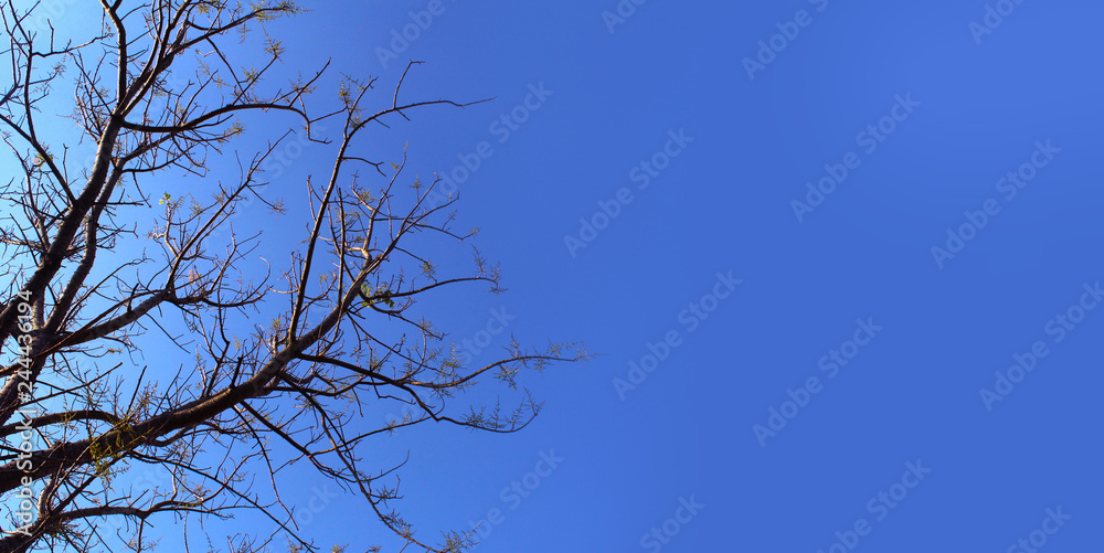 Dry tree branches against blue sky, Dead tree, trees on a blue sky background,Silhouette dry tree on a blue sky background. Dry tree branches against blue sky, Dead tree, trees on a blue sky background,Silhouette dry tree on a blue sky background.