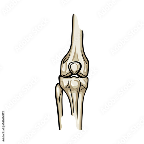 Vector design of bone and skeleton icon. Collection of bone and human stock vector illustration.