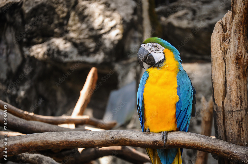 Blue and Yellow Macaw Sitting on the Branch