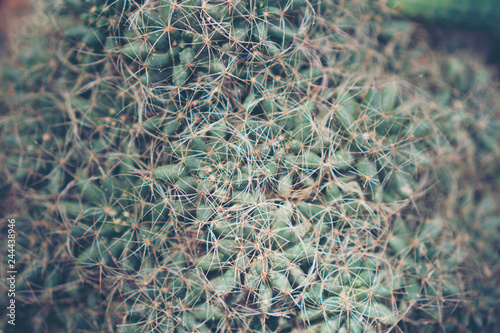 cactus pot in coffee cafe, ...