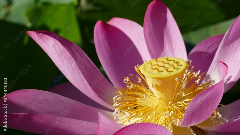 pink lotus at the moring with nice background color pink lotus at the moring with nice background color