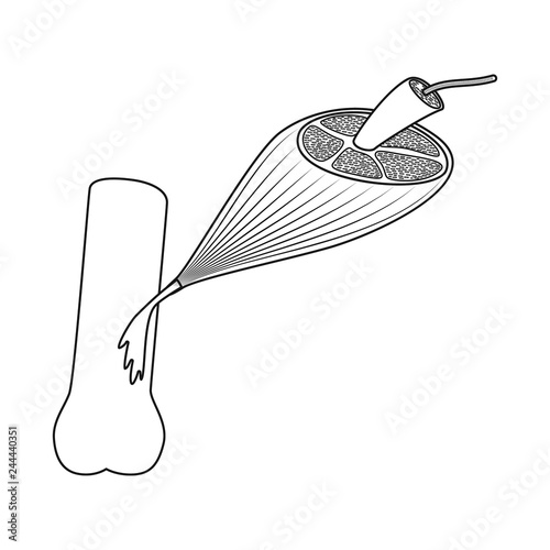 Vector illustration of muscle and cells symbol. Set of muscle and anatomy stock symbol for web.