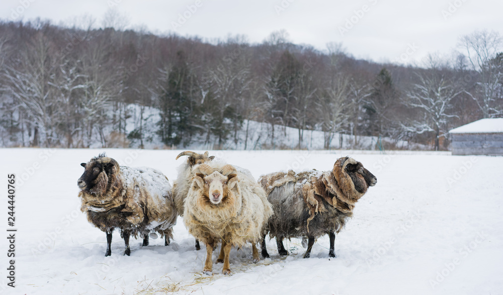 Naklejka premium winterscape farm