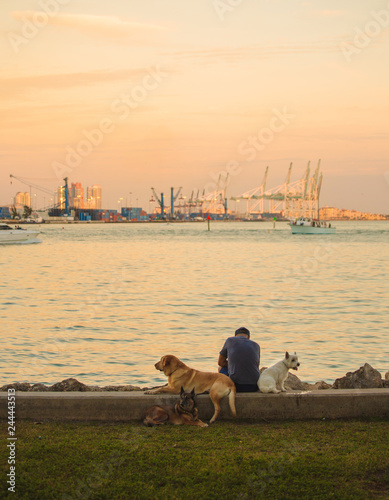 Εκτύπωση καμβά Man and His Three Dogs Sitting on the Bay at Sunset