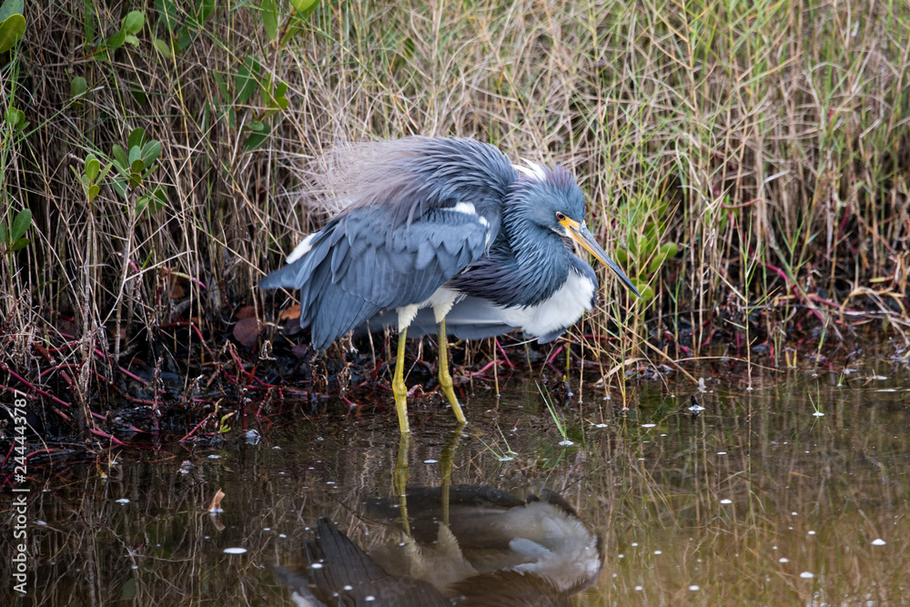 A tricolored heron fluffs and shakes his feathers. A tricolored heron fluffs and shakes his feathers.