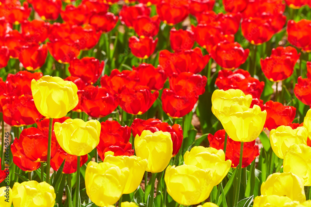 チューリップの花 赤色 黄色 二色 Stock Photo Adobe Stock