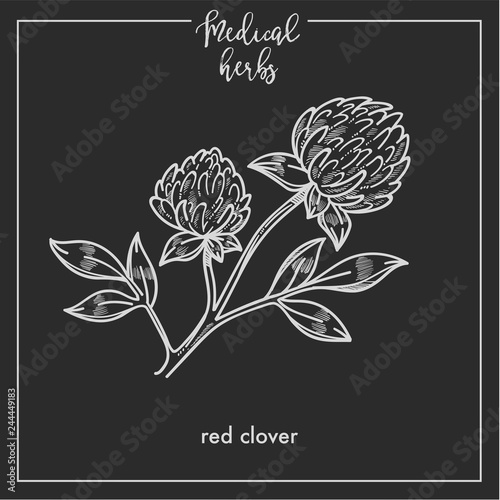 Red clover medical herb sketch botanical design icon for medicinal herb or phytotherapy herbal tea infusion package.
