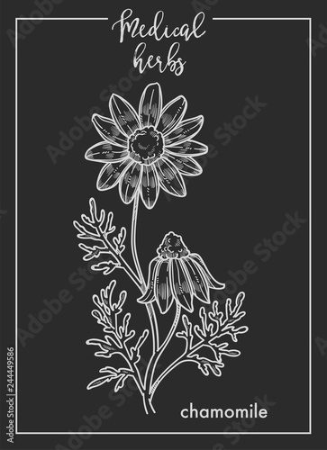 Chamomile flower medical herb sketch botanical design icon for medicinal herb or phytotherapy herbal tea infusion package.