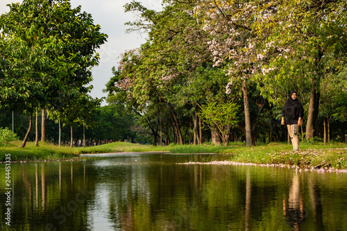 Landscape of tree in the park