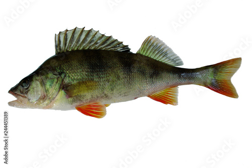  Fish perch. Isolated on white.