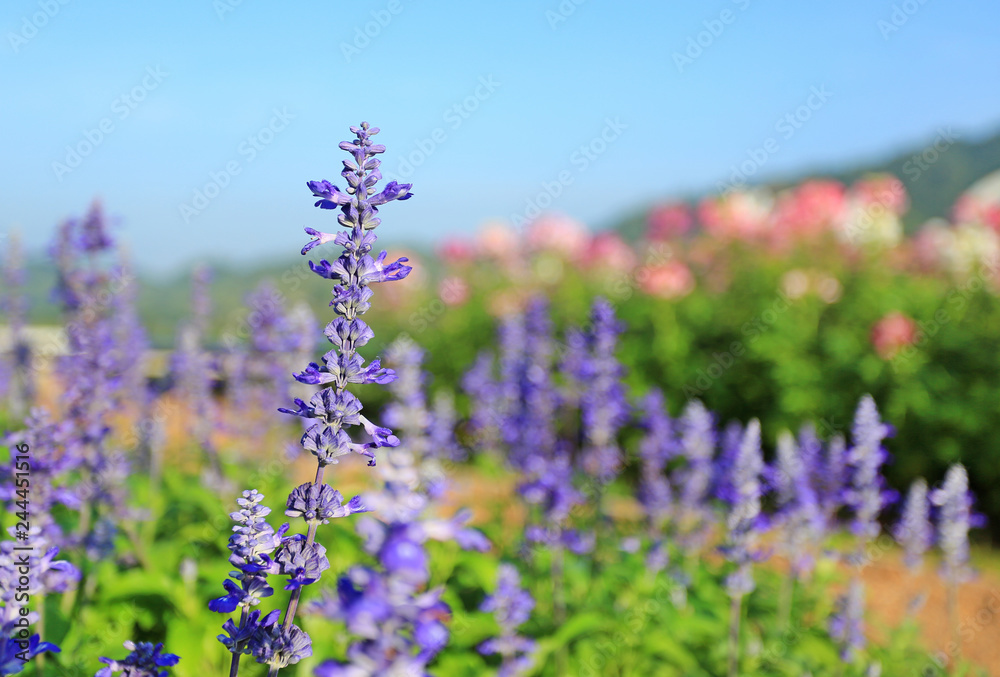 Obraz premium For get me not flower in the summer garden.