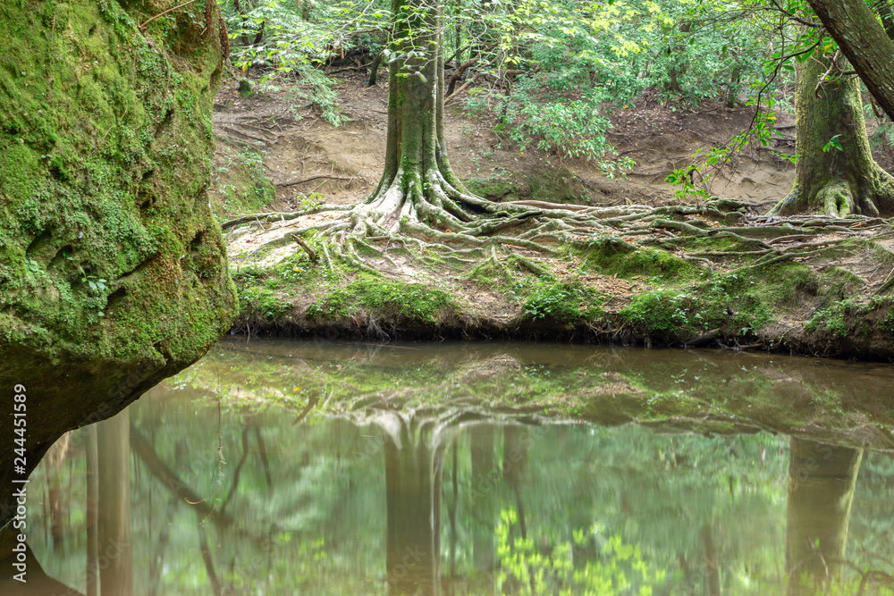 Fototapeta premium Roots on creek bank near large boulder