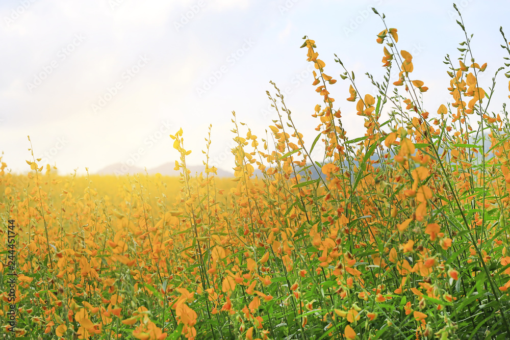Beautiful yellow flower Sunhemp in nature. Landscape scenery and natural background.