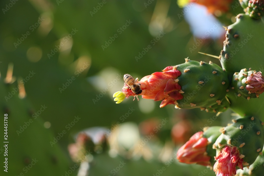 bee on cactus flower
