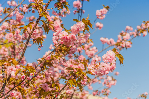 Cherry blossoming in the sunshine. Spring and tranquil nature concept