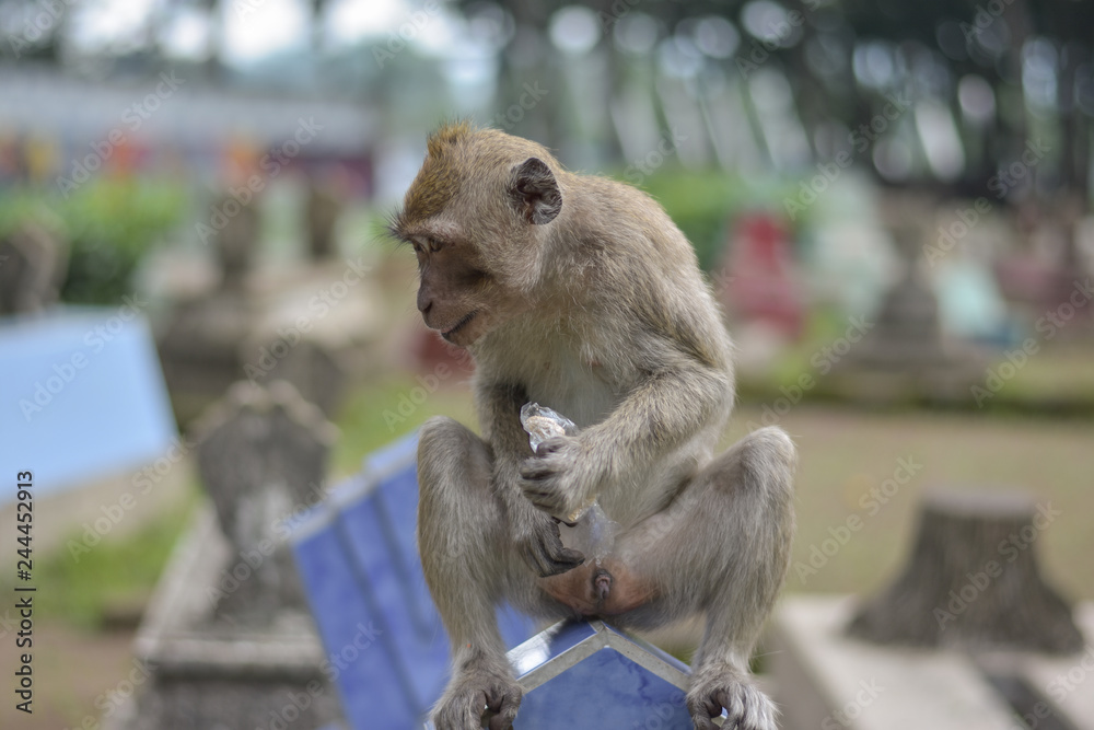 Obraz premium Macaca fascicularis