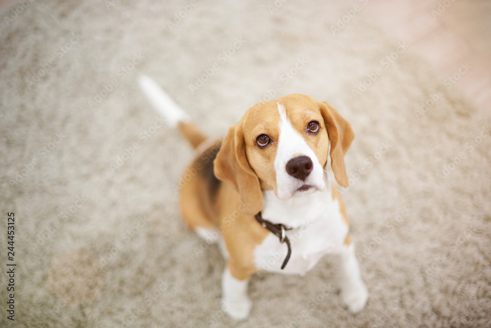 Beagle dog sitting on carpet