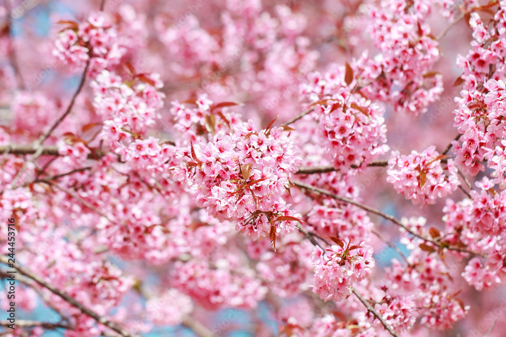 Wild Himalayan Cherry Blossoms in spring season (Prunus cerasoides), Sakura in Thailand, selective focus, Phu Lom Lo, Loei, Thailand. Wild Himalayan Cherry Blossoms in spring season (Prunus cerasoides), Sakura in Thailand, selective focus, Phu Lom Lo, Loei, Thailand.