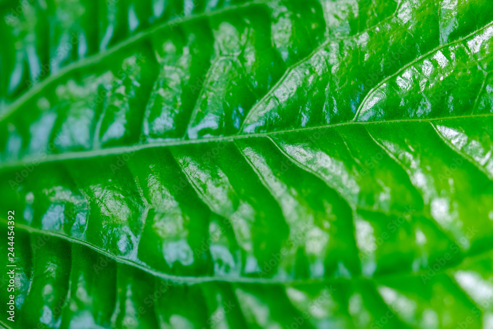 Fototapeta premium tropical leaf texture nature green background.