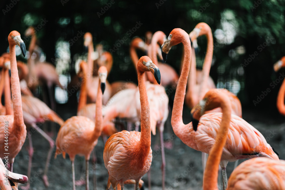 Naklejka premium A group of flamingo gathered around