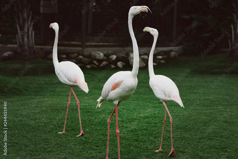 Fototapeta premium Trzy białe flamingi