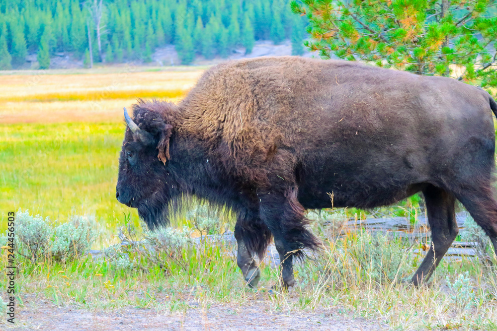 American Bison in the field of Yellowstone National Park, Wyoming American Bison in the field of Yellowstone National Park, Wyoming