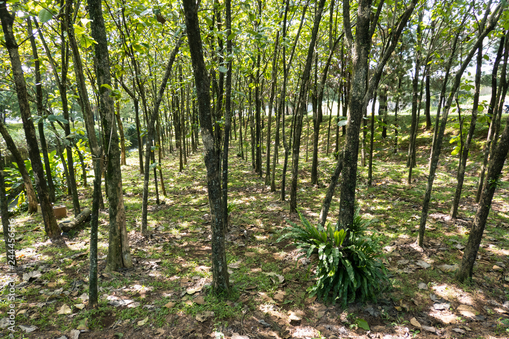 Line of trees in the park with sunlight pass through. Line of trees in the park with sunlight pass through.