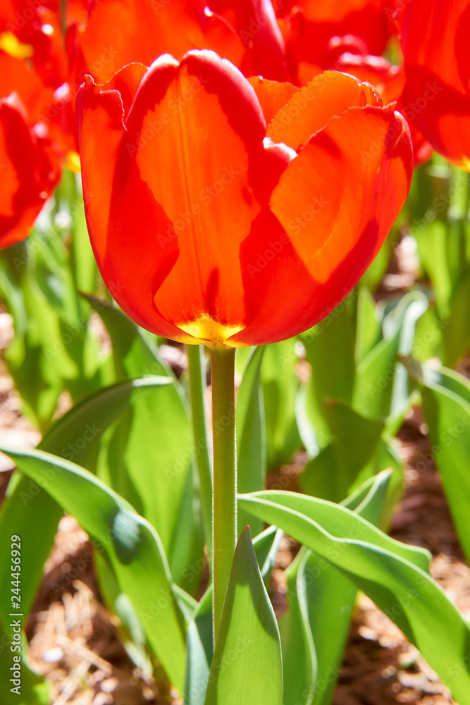 赤色のチューリップ 正面 一輪 Stock Photo Adobe Stock