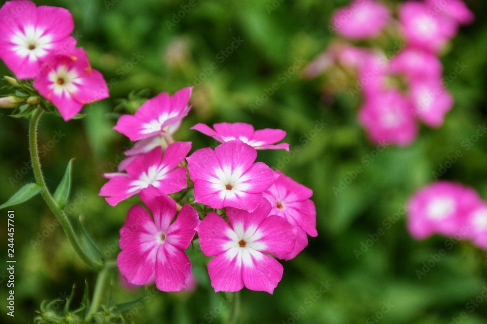 Bloom Pink Flower - Phlox drummondii