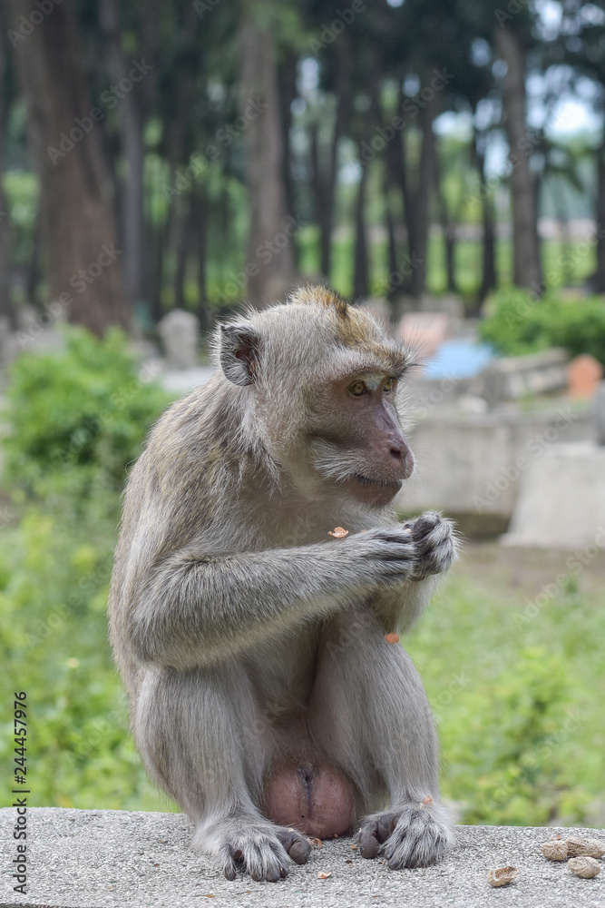 Fototapeta premium Macaca fascicularis