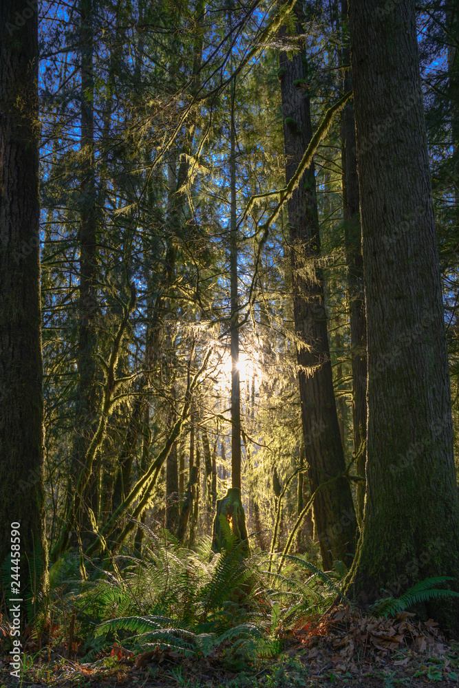 Obraz premium Forest Sun