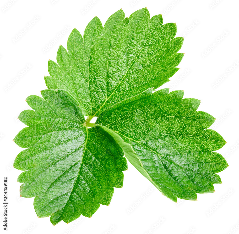 Strawberry leaf isolated on white Strawberry leaf isolated on white