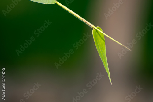 leaf on green background